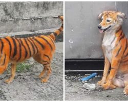 Stray Dog Painted To Look Like A Tiger Is Set Loose On Dangerous Streets