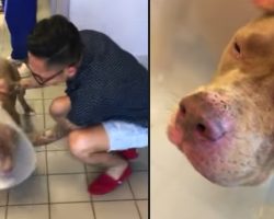 Pit Bull Stolen From Home, Owner Drives 1,000 Miles For Their Reunion