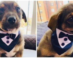 Homeless Pup Wears Tuxedo For Adoption Day But His New Owner Fails To Show Up
