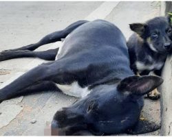 Baby Fell Asleep On Curb Watching Over Mom, Won’t Budge Even As Hunger Set In