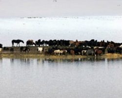 Heavy Flood Traps 100 Horses On A Tiny Island, Locals See No Way Of Saving Them