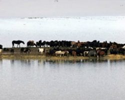 Heavy Flood Traps 100 Horses On A Tiny Island, Locals See No Way Of Saving Them