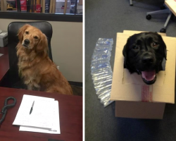 17 Office Dogs Who Make Work A Much Better Place To Be