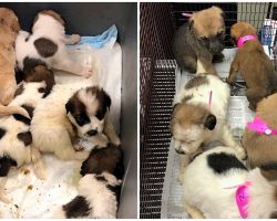 22 Puppies Cried Out For Their Mom After Person Dumped Them On Doorstep