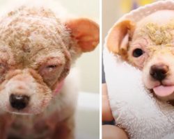 Dog Who Looked Like An ‘Alien’ Deemed Too Tiny And Sick To Stay At A Shelter