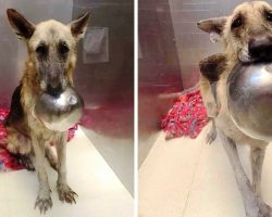 Dog Wants Someone To Notice Her, So She Picks Up Her Bowl And Stares Longingly