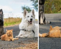 Cat Saved By Family And Raised By Their Dogs Now Thinks He’s A Dog