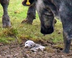 Man Finds Dying Puppy Buried Alive In The Ground, But It’s “Not A Puppy At All”