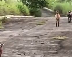 Lost Baby Goat Rescued From A Pit Sees His Family Again, Runs To Mama