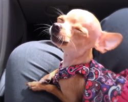 Tiny Teacup Chihuahua Sings Her Heart Out In The Car For Grandpa