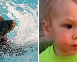 Toddler Begins Drowning In Pool, Quick Thinking Dog Keeps Him Above Water Lever