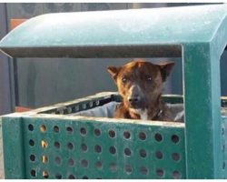 Shivering Dog Peeks Head Out From City Garbage Can & Pleads For Worker To Help