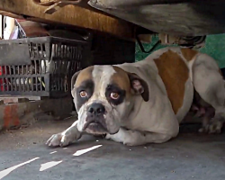 Dog Panics & Goes Into Hiding For 8 Months After Family Moved & Left Her Behind