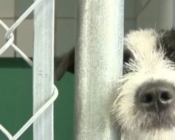 New City Law Would Ban The Sale Of Breeder Puppies From Pet Stores
