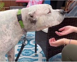 Dog’s Soul Broke When Owner Died & He Wouldn’t Move, Woman Gave A Final Appeal