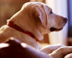 Dog Gets Worried Sick When Dad Doesn’t Return Home After A Night Of Drinking