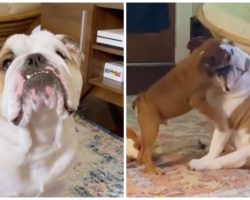Pet Parents Invent Creative Training Hack So Dog Isn’t Jealous Of New Puppy