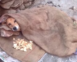 Stray Who Couldn’t Stand Found Dressed In Clothes Under A Blanket