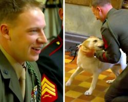 Marine Is Invited For An Event, But He Doesn’t Know There’s A Dog Waiting For Him