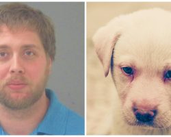 Man Shoots Neighbor’s 6-Month-Old Labrador Retriever Because Pup Annoys Him