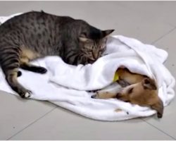Tiny Pup Fights To Live After Savage Beat Him & Caring Cat Won’t Leave Him