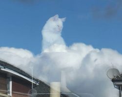Cat Seen In The Clouds Overlooking All Of His Earthly Peasants