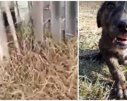 Shattered By Her Sister’s Demise, Puppy Hides So She Doesn’t Pass Away Too