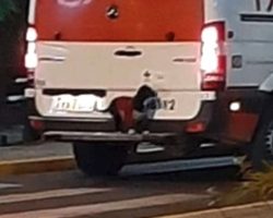 Loving Dog Hops On Back Of Ambulance To Ride Along With Owner To The Hospital