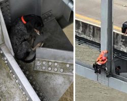 Dog Finds Herself Stranded 120 Feet Above The Mississippi River