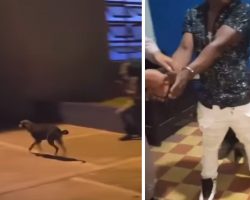 Dog Walks In To The Cops And Gets Arrested Owner Freed From The Police Station
