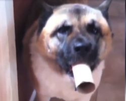 Dog Finds Use For Empty Toilet Paper Roll, Uses It As A Megaphone For Attention