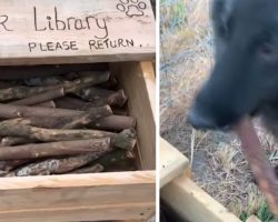 Someone Built A Stick Library For All Of The Pooches At The Dog Park