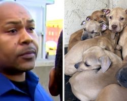 Repeat Offender Caught Shooting His Dogs With A Pellet Gun, 36 Dogs Seized