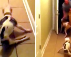 Soldier Dad Returns Home After 6 Months, Dog Forgets Her Back Legs Are Paralyzed