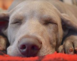 Experts Now Know What Our Dogs Actually Dream About
