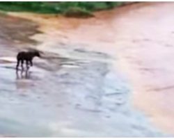 Disoriented Blind Dog Beat In The Head Was Tossed Out In Midst Of A Flash Flood