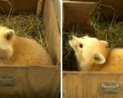 Shelter Takes In Pup Thinking It’s A Baby Fox, But Find It’s “Not A Fox At All”