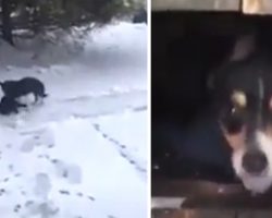 Loving Dog Thinks To Save Motionless Cat Freezing Out In The Snow