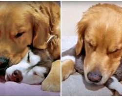 Golden Meets His Husky Best Friend’s New Puppies And Steps In As Their Dad