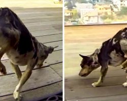 Paralyzed Dog Rescued From The Streets, But He Couldn’t Put His Hinds Legs Down