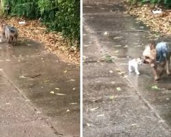 Friendly Dog Feels It’s Her Duty To Get Stranded Kitten Out Of The Rain