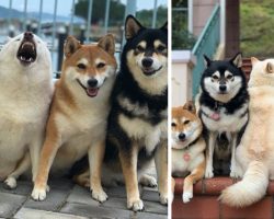 Mom’s One Dog Always ‘Ruins’ Her Attempts At Taking Nice Family Portraits