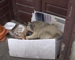 Dog Had Been Homeless On The Street For 6 Years When A Tourist Intervened