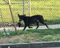 Homeless Mama Dog Seen Walking Around With Her Lifeless Pup In Search Of Help