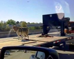 Owner Ties Dog To Speeding Flatbed Truck, Gets Away With It On A Legal Technicality
