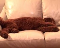 Dog Starts Having A Bad Dream, But His Sister Quickly Jumps In To Comfort Him