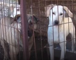 Rescuers Find 170 Dogs Living In Small, Filthy Cages On A Property