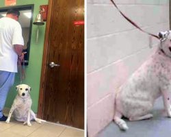 Dog Is Left Confused After Owner Ridiculously Dumps Her For Being “Too Nice”