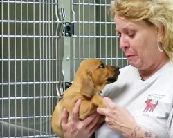 Shelter Pup Looks At Her With Such Sad Eyes, She Sells Her Business To Help Him