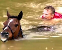 Man Helps Save 25 Horses Drowning In Floods, They Call Him “Hero Of The Horses”